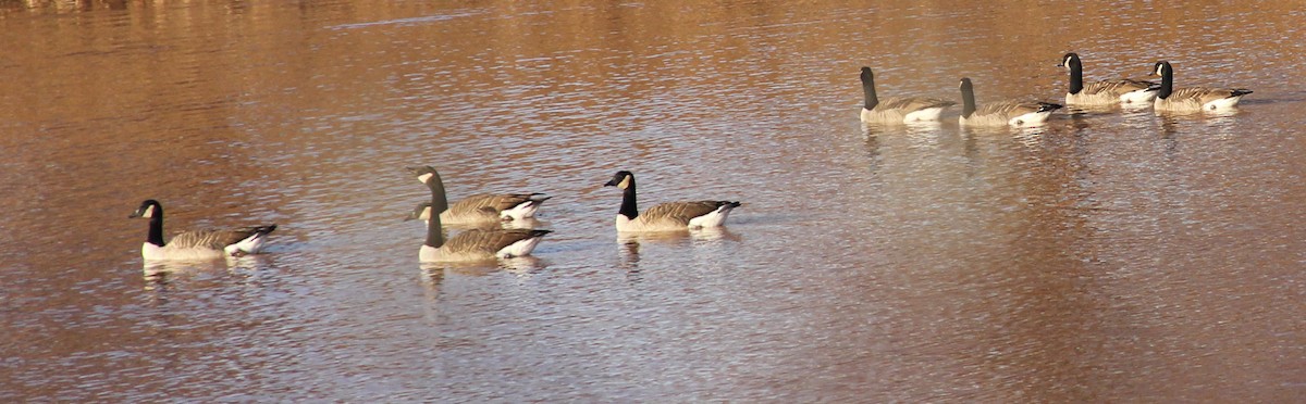 Branta kanadar handia - ML644625740