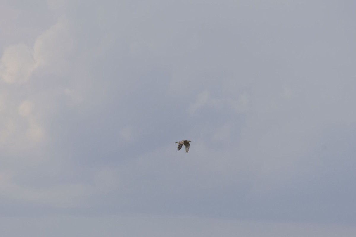 Бугай американський - ML644625742