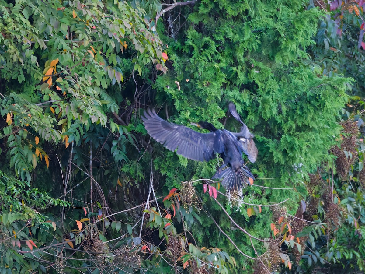 Cormorán Grande - ML644625751