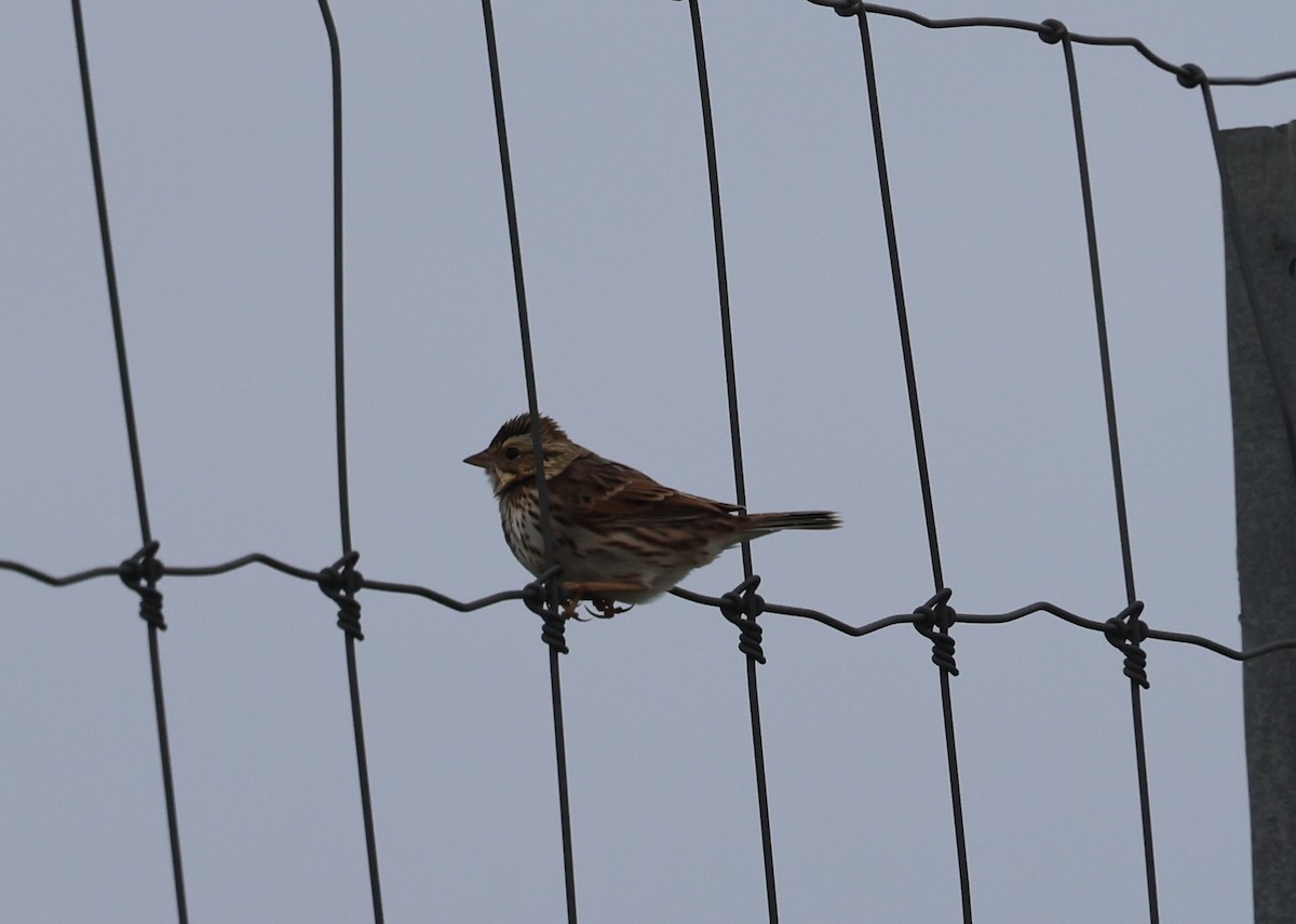 Пасовник савановий - ML644625775