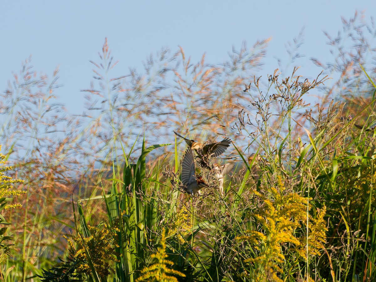 山麻雀 - ML644625777
