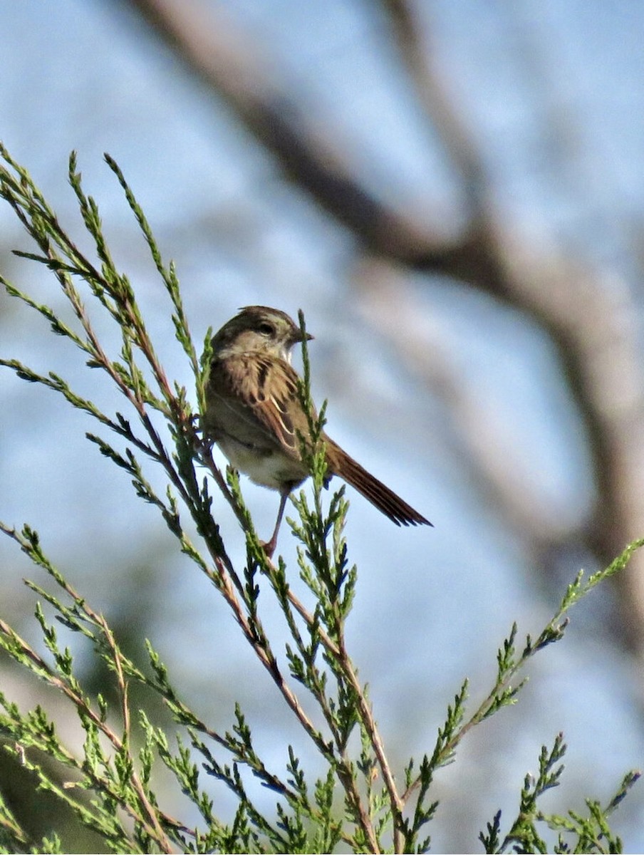 Swamp Sparrow - ML644625785