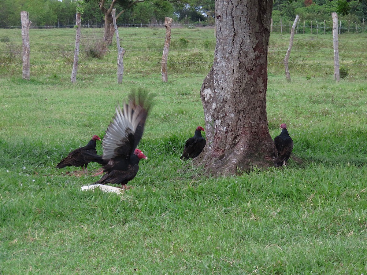 Turkey Vulture - ML644625788