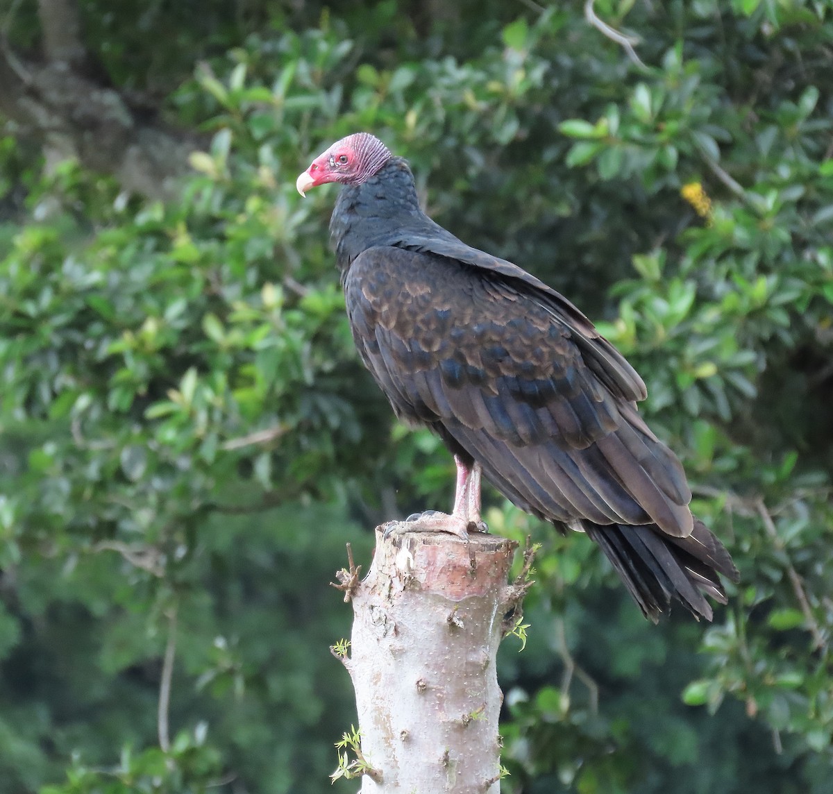 Turkey Vulture - ML644625789