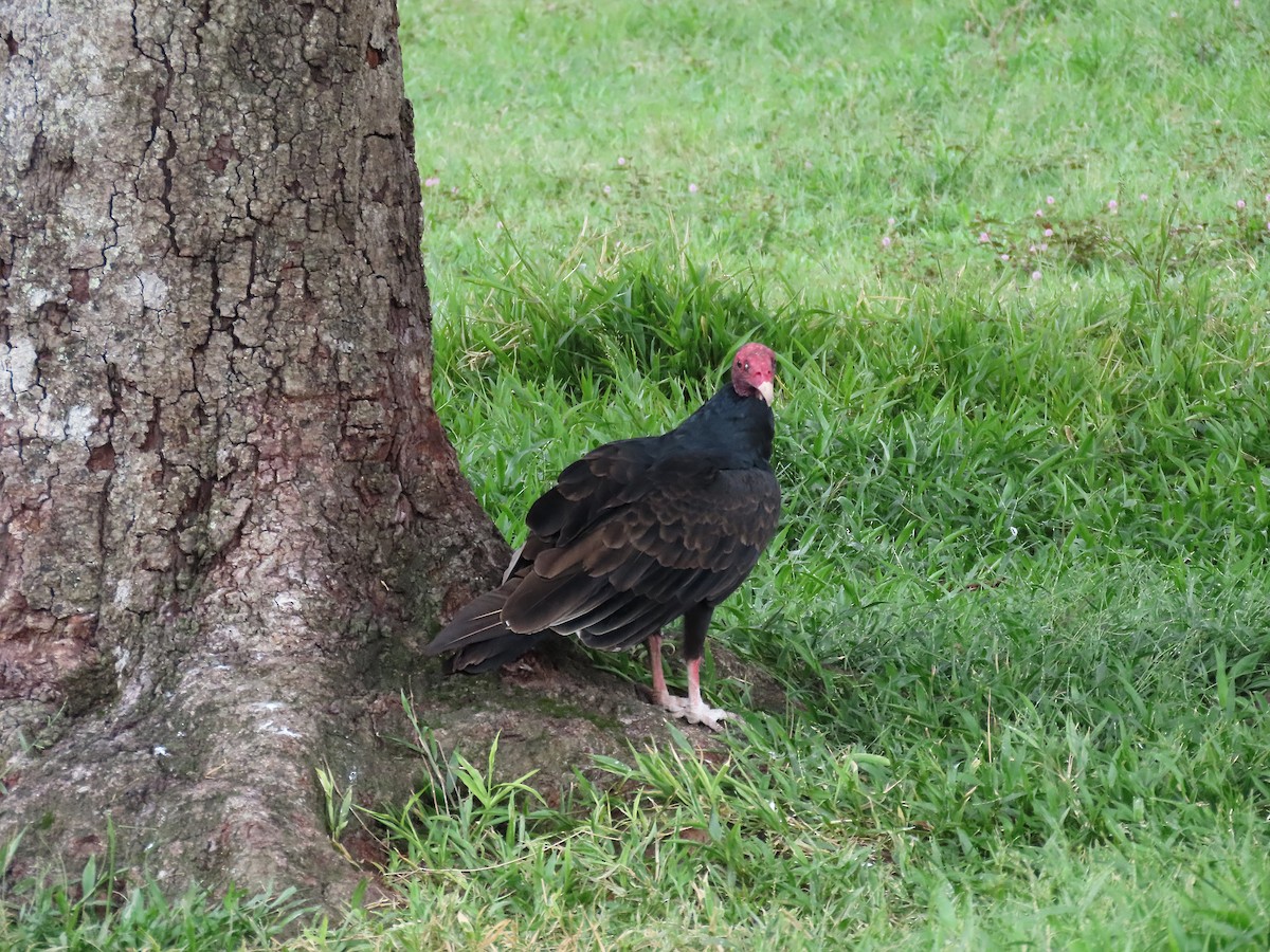 Turkey Vulture - ML644625790