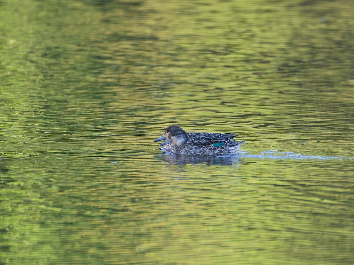 Green-winged Teal - ML644625791