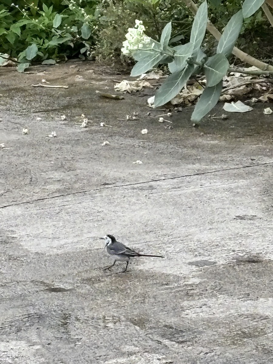 White Wagtail - ML644625794