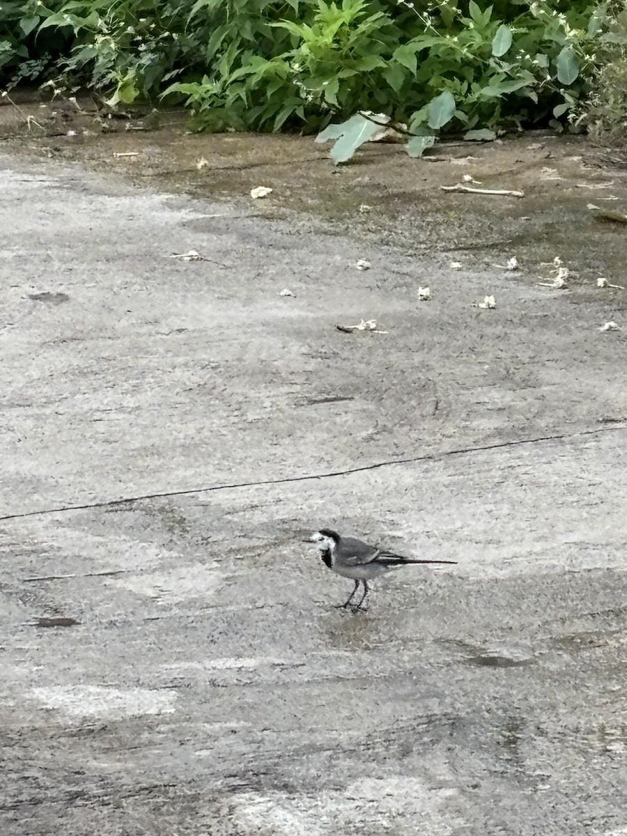 White Wagtail - ML644625795