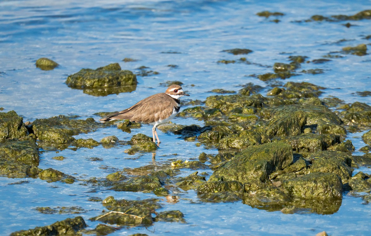 Крикливый зуёк - ML644625799