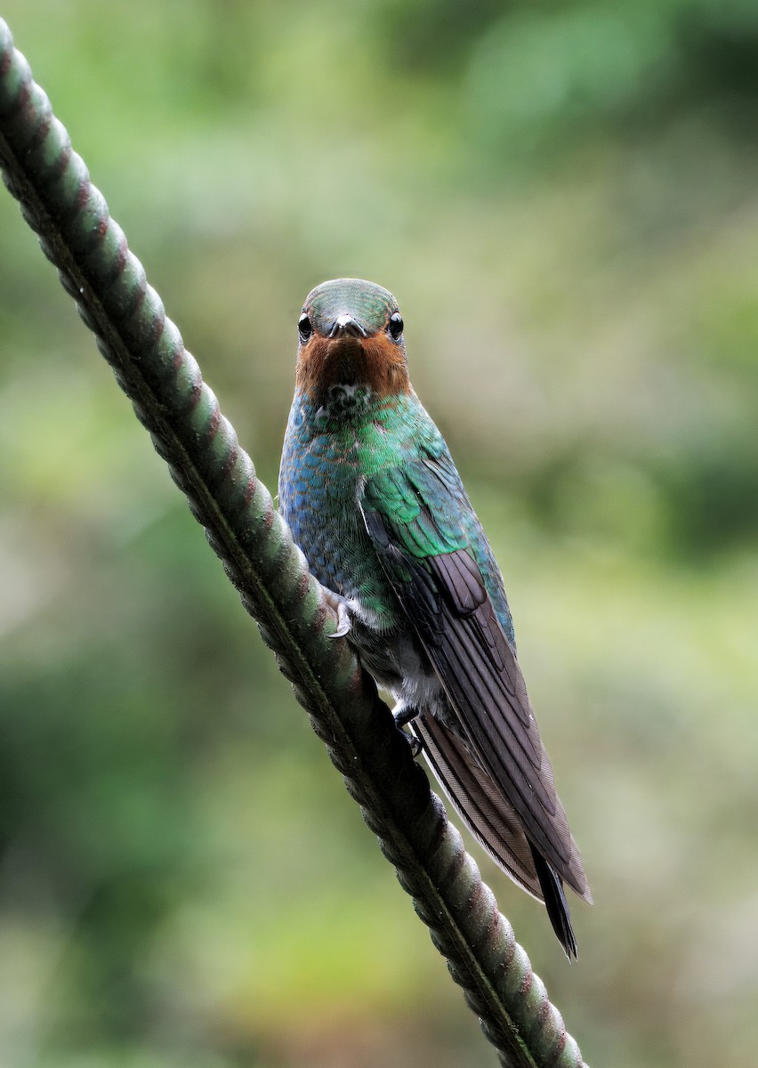 Колібрі-діамант колумбійський - ML644625800