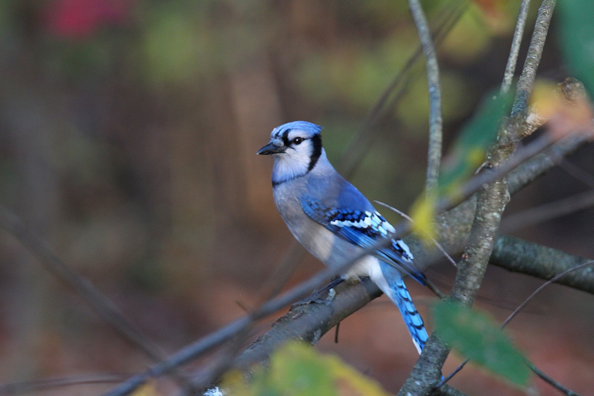 Geai bleu - ML644625803