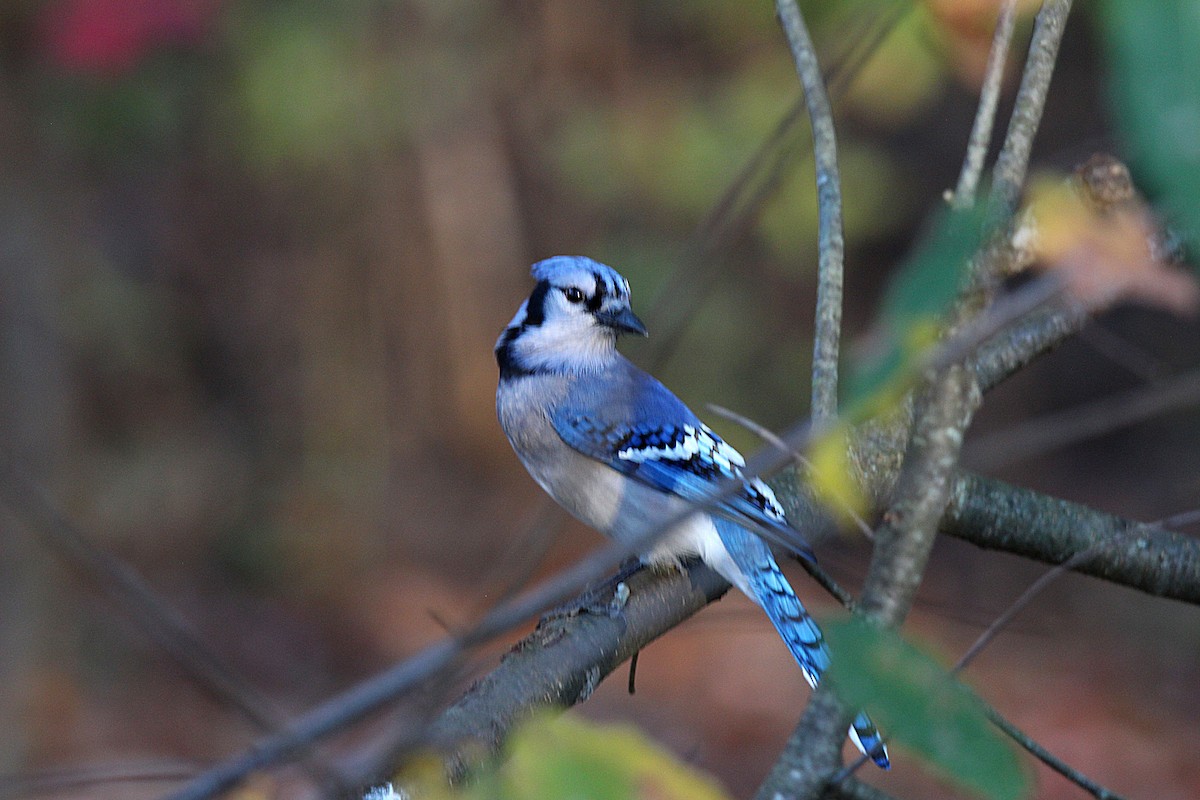 Geai bleu - ML644625804