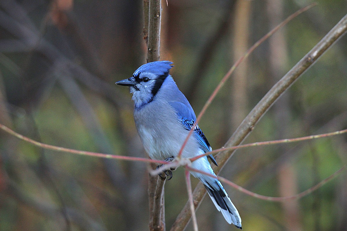 Geai bleu - ML644625805