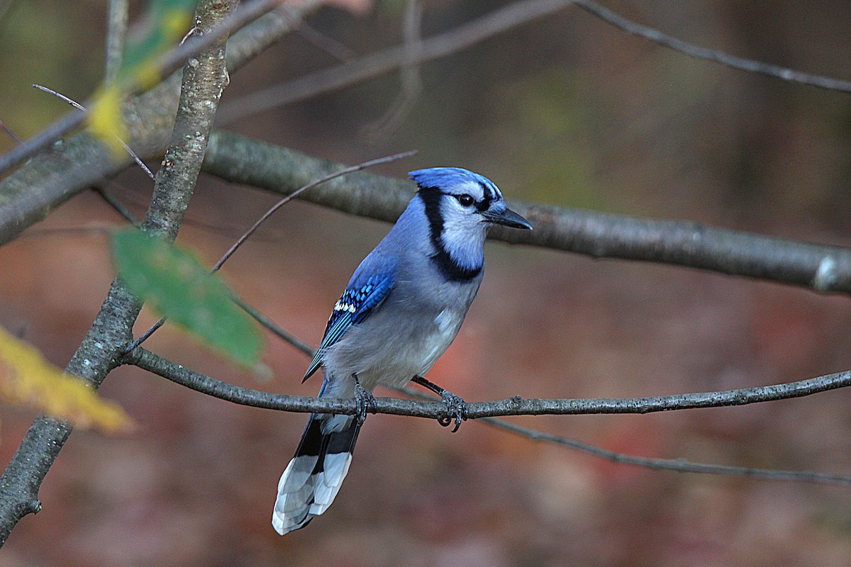 Geai bleu - ML644625806