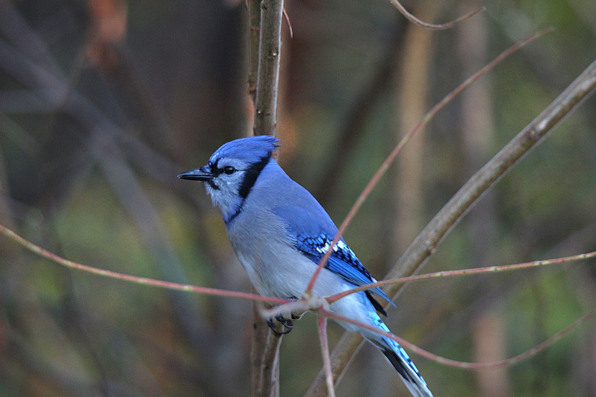 Geai bleu - ML644625808