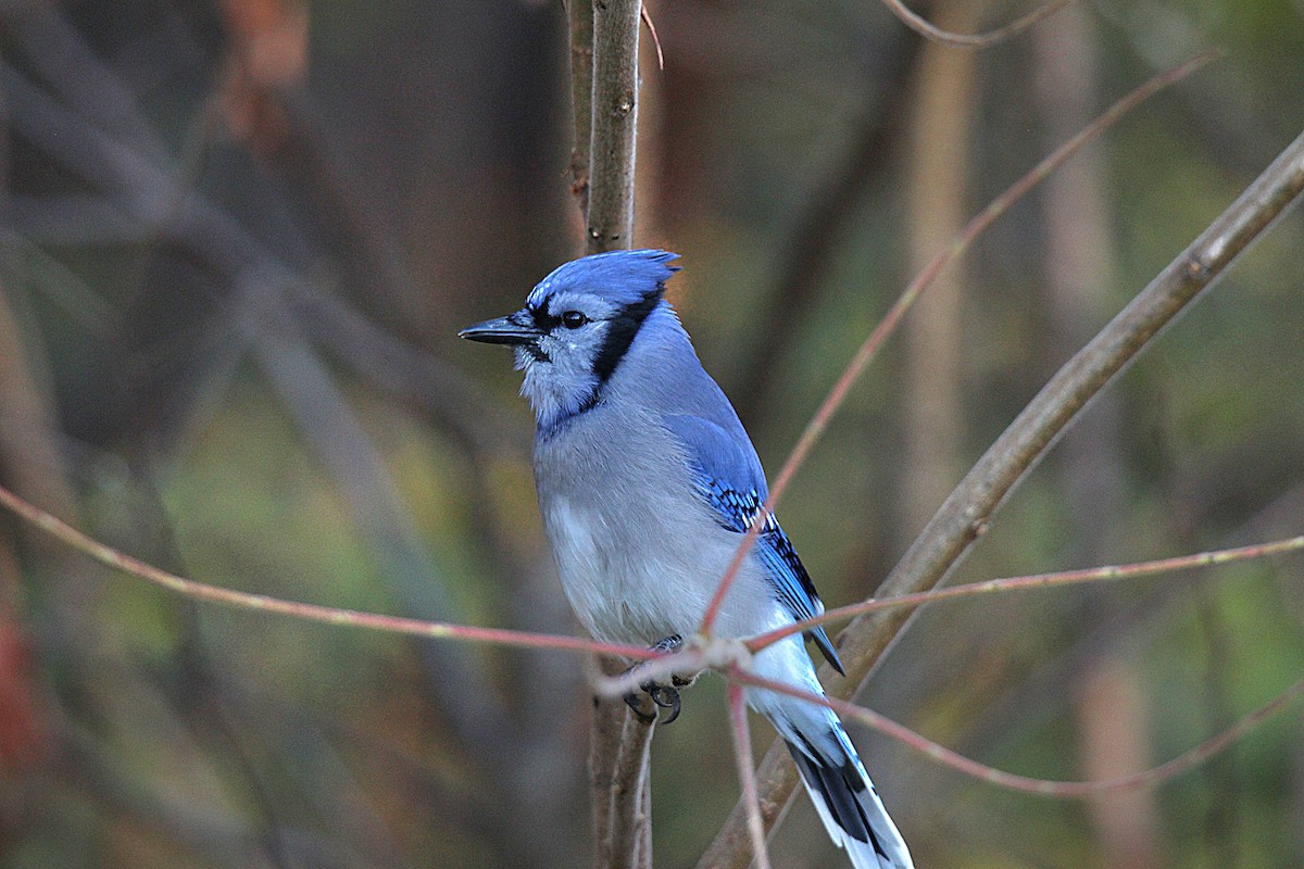 Geai bleu - ML644625809