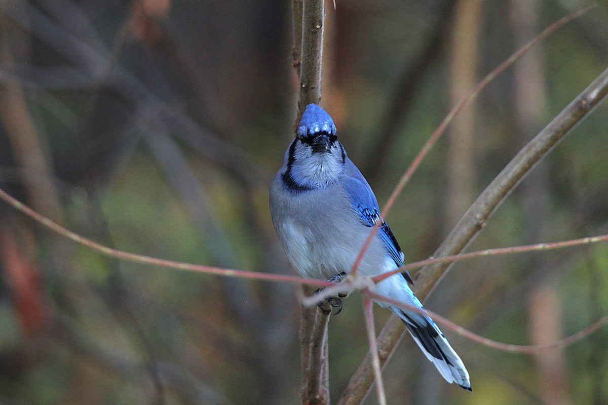 Geai bleu - ML644625810