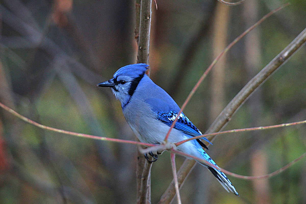 Geai bleu - ML644625811