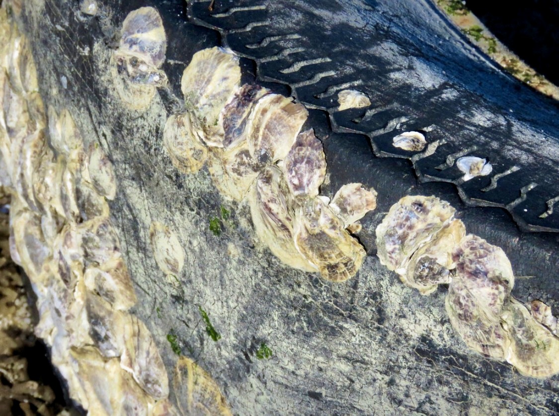 Mollusks - ML644625813