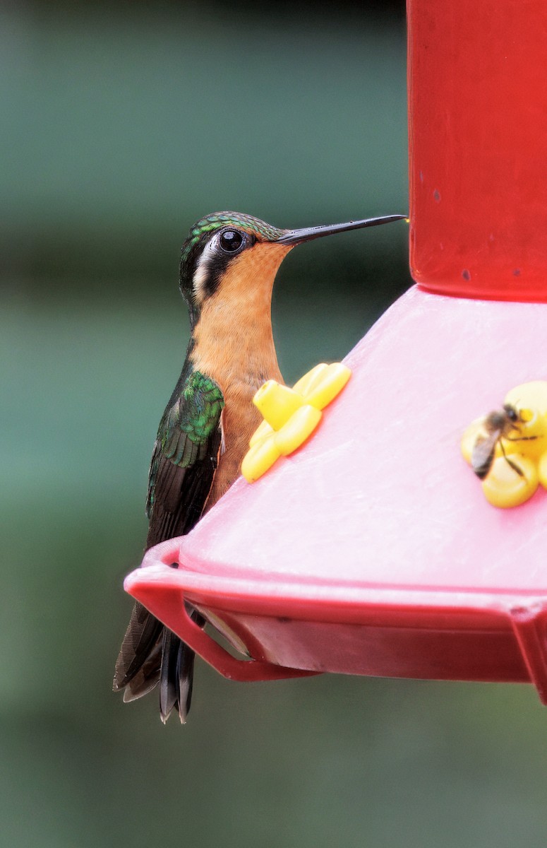 Mor Gerdanlı Dağmücevheri - ML644625814