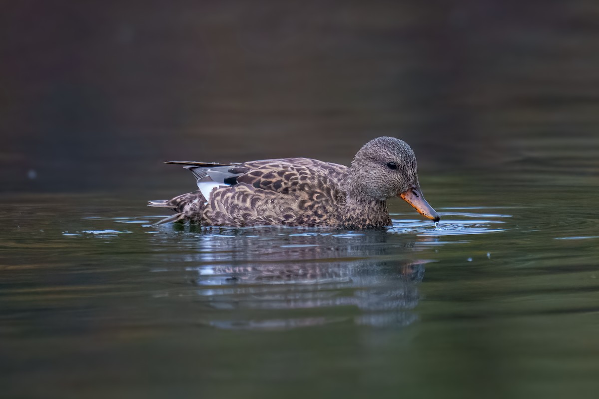 オカヨシガモ - ML644625827