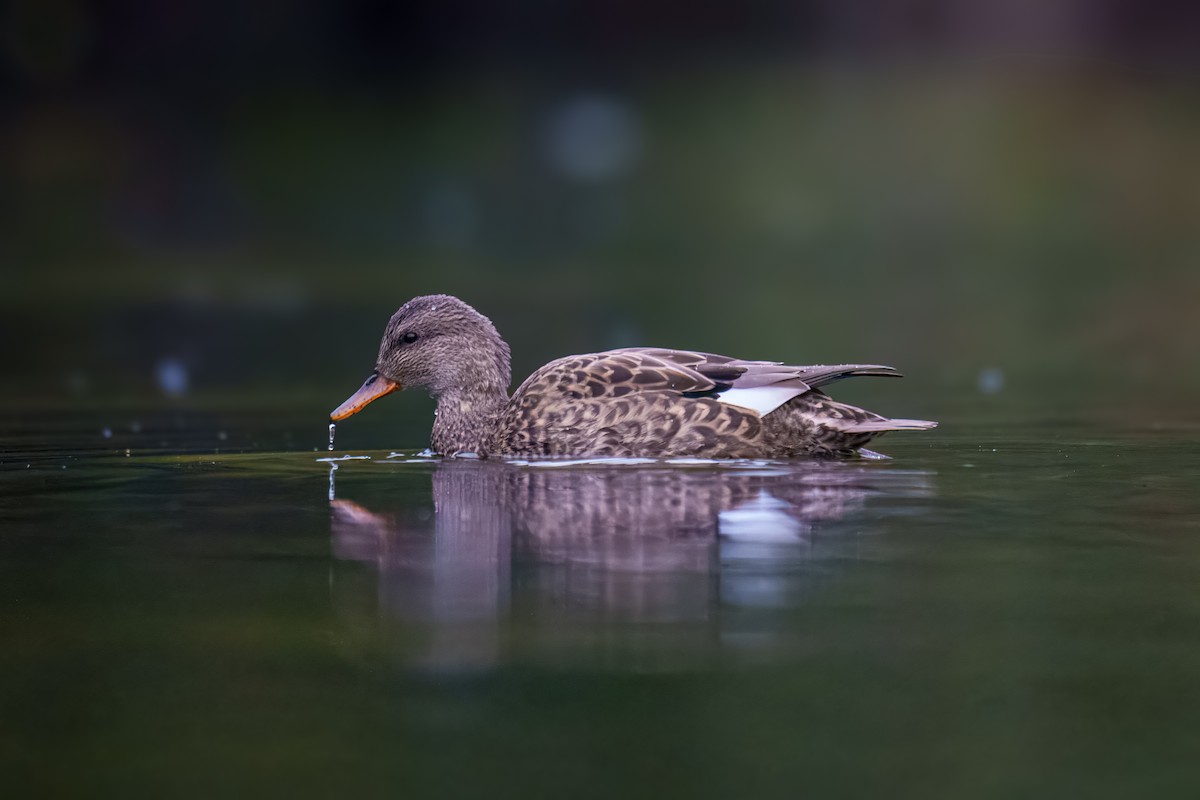 オカヨシガモ - ML644625828