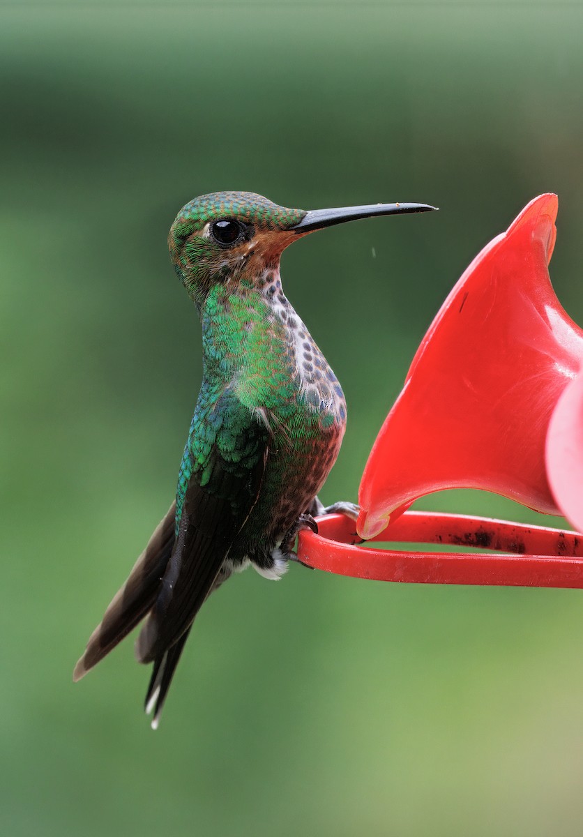 Колібрі-діамант колумбійський - ML644625830