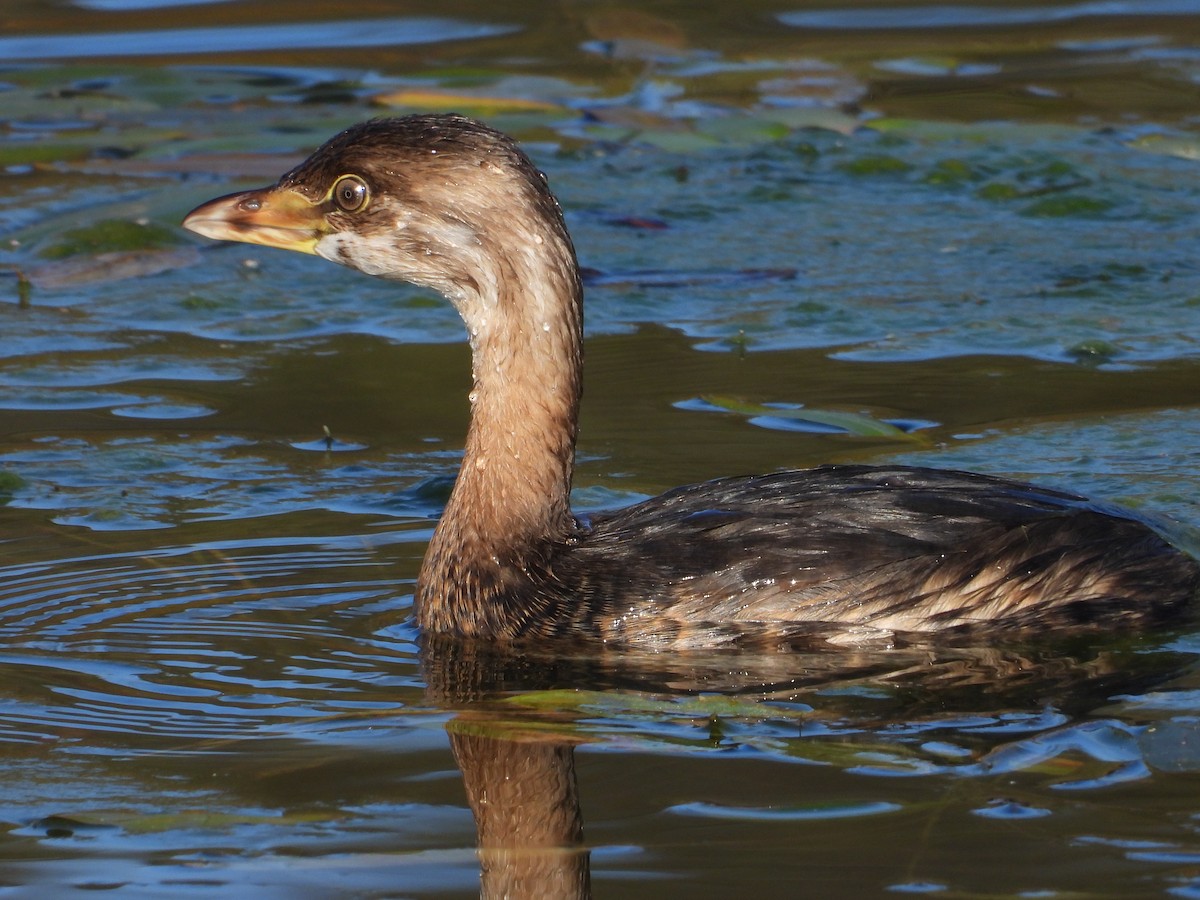 Pied-billed Grebe - ML644625841