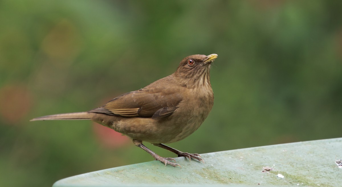 Merle fauve - ML644625845