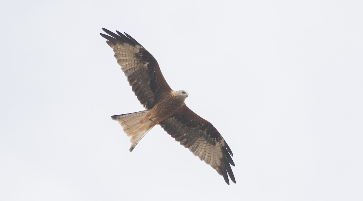 Red Kite - ML644625861