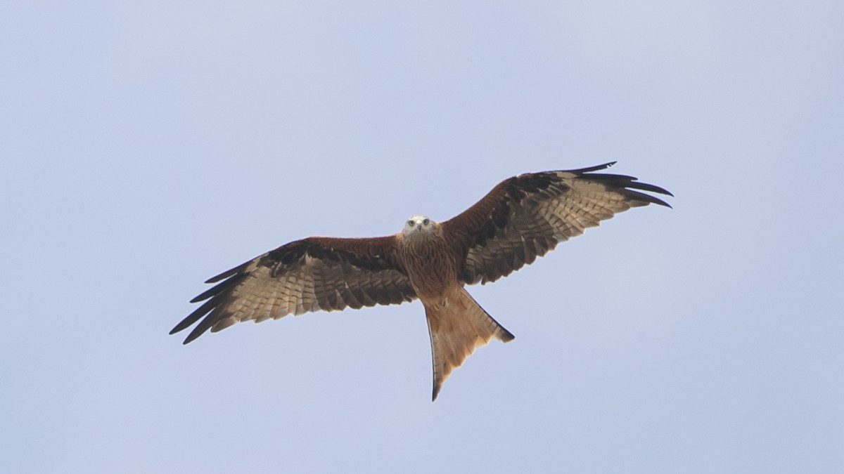 Red Kite - ML644625862