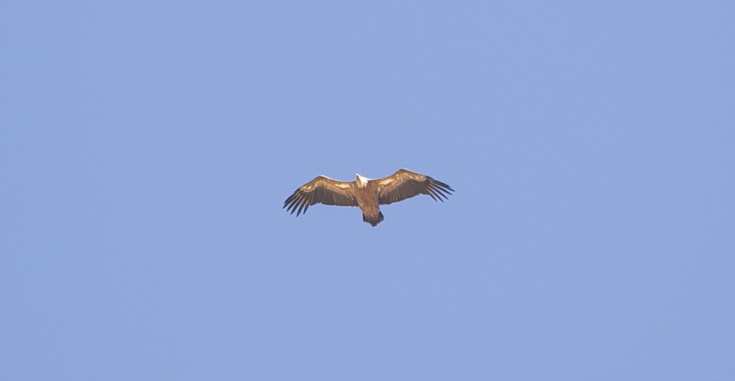 Сип білоголовий - ML644625871