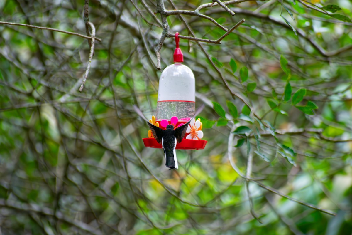 Black Jacobin - ML644625874