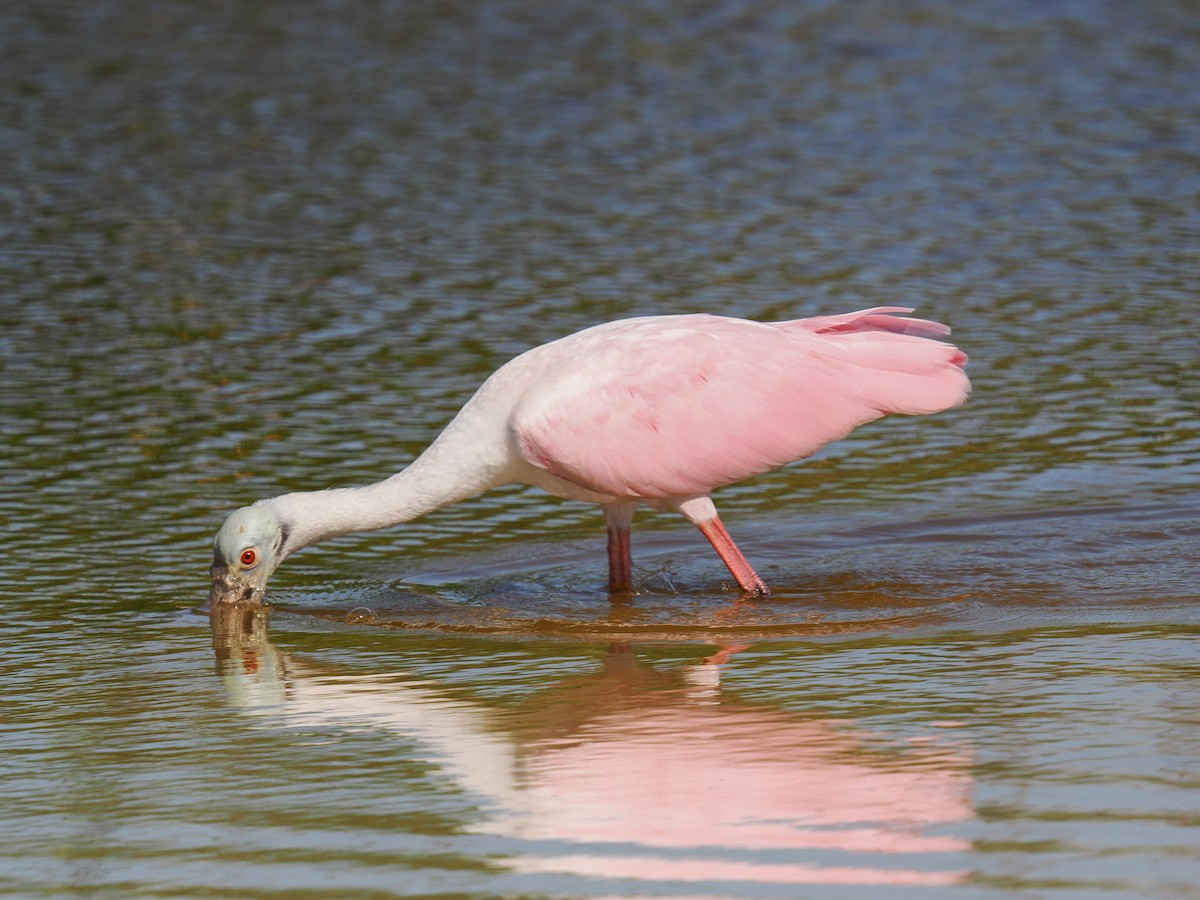 Roseate Spoonbill - ML644625888