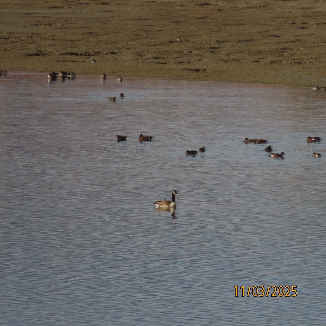 Branta kanadar handia - ML644625895