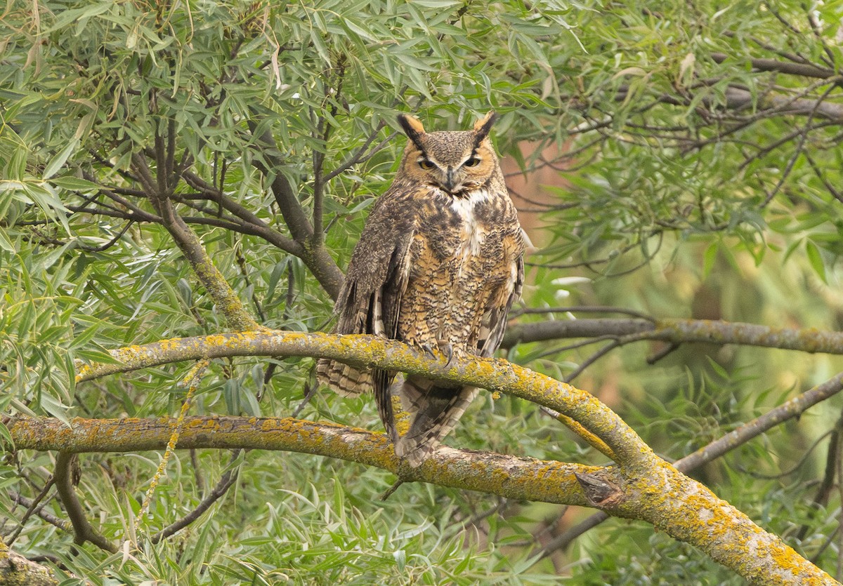 Great Horned Owl - ML644625917
