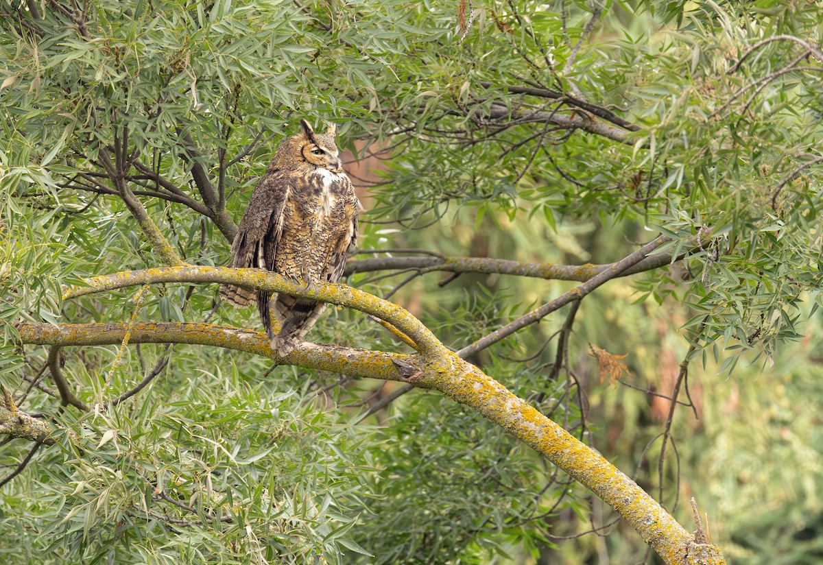 Great Horned Owl - ML644625920
