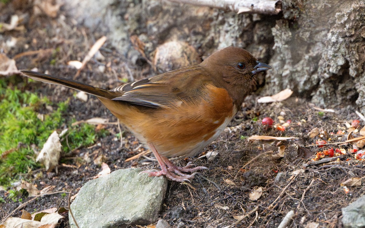 Eastern Towhee - ML644625926