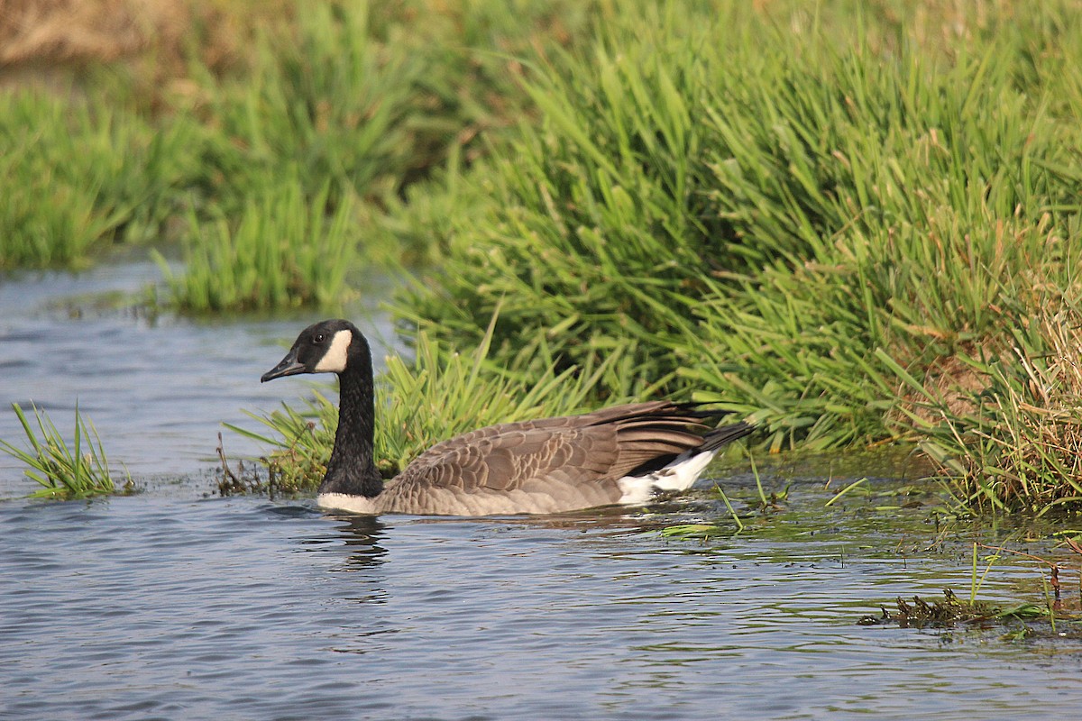 Branta kanadar handia - ML644625933