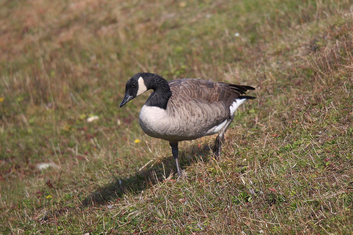 Branta kanadar handia - ML644625934