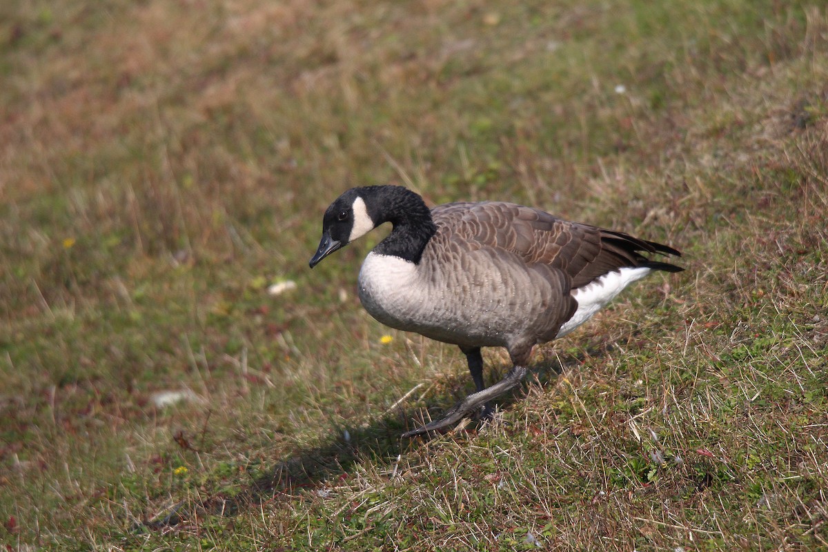 Branta kanadar handia - ML644625935