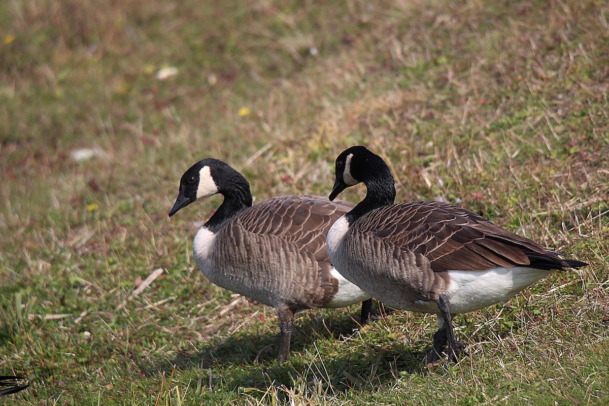 Branta kanadar handia - ML644625936