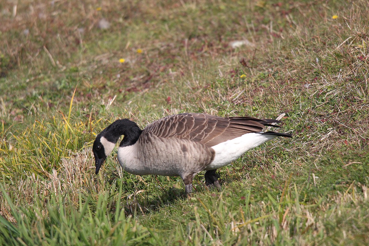 Branta kanadar handia - ML644625937