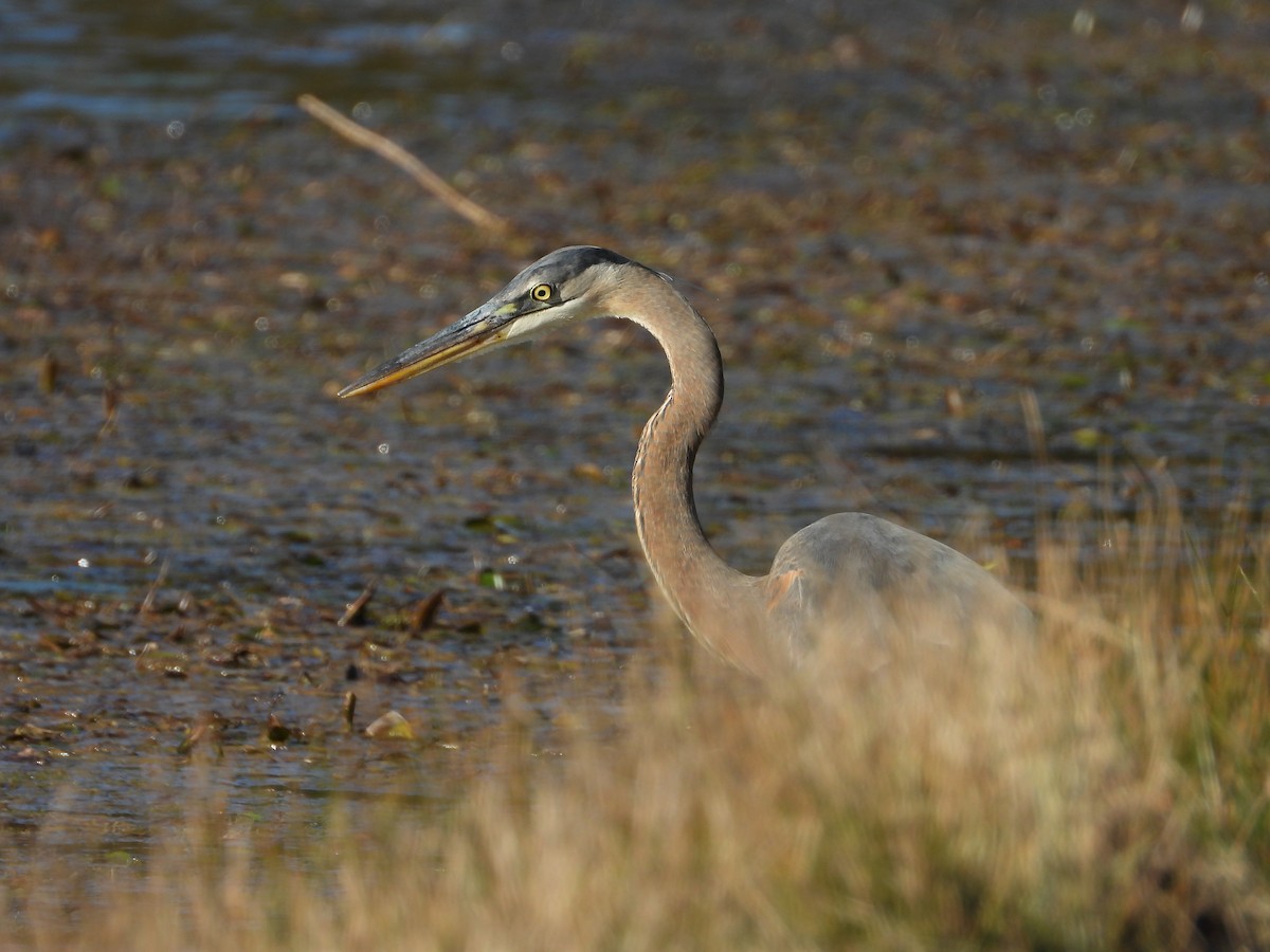 Great Blue Heron - ML644625938