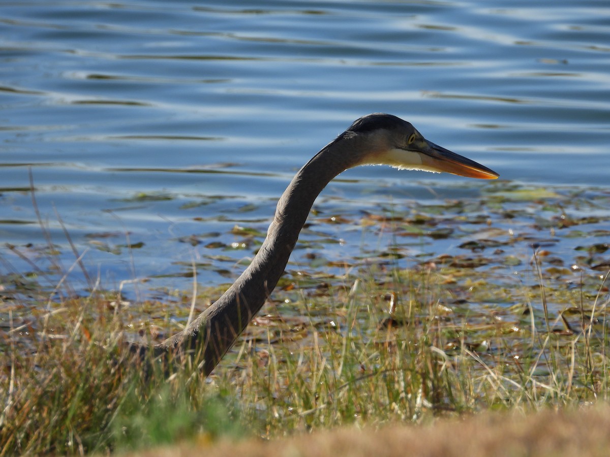 Great Blue Heron - ML644625939