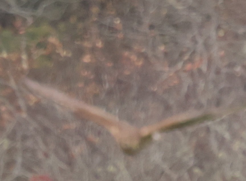 Northern Harrier - ML644625947