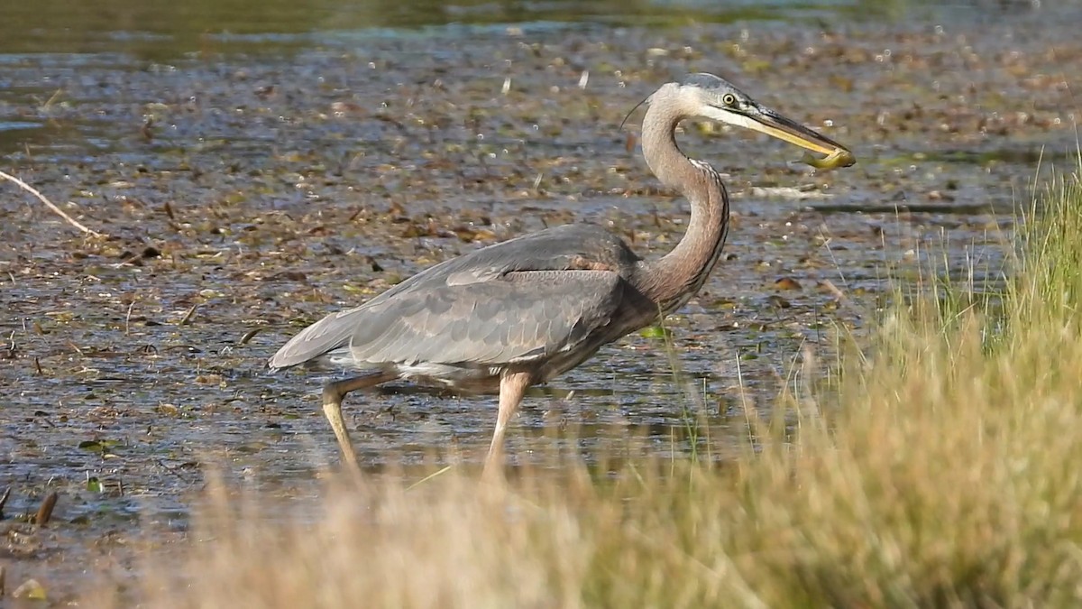 Great Blue Heron - ML644625955