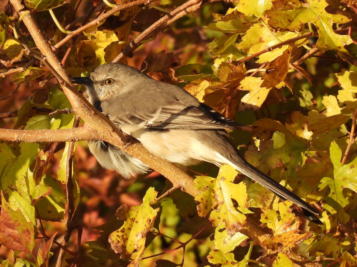 Northern Mockingbird - ML644625962