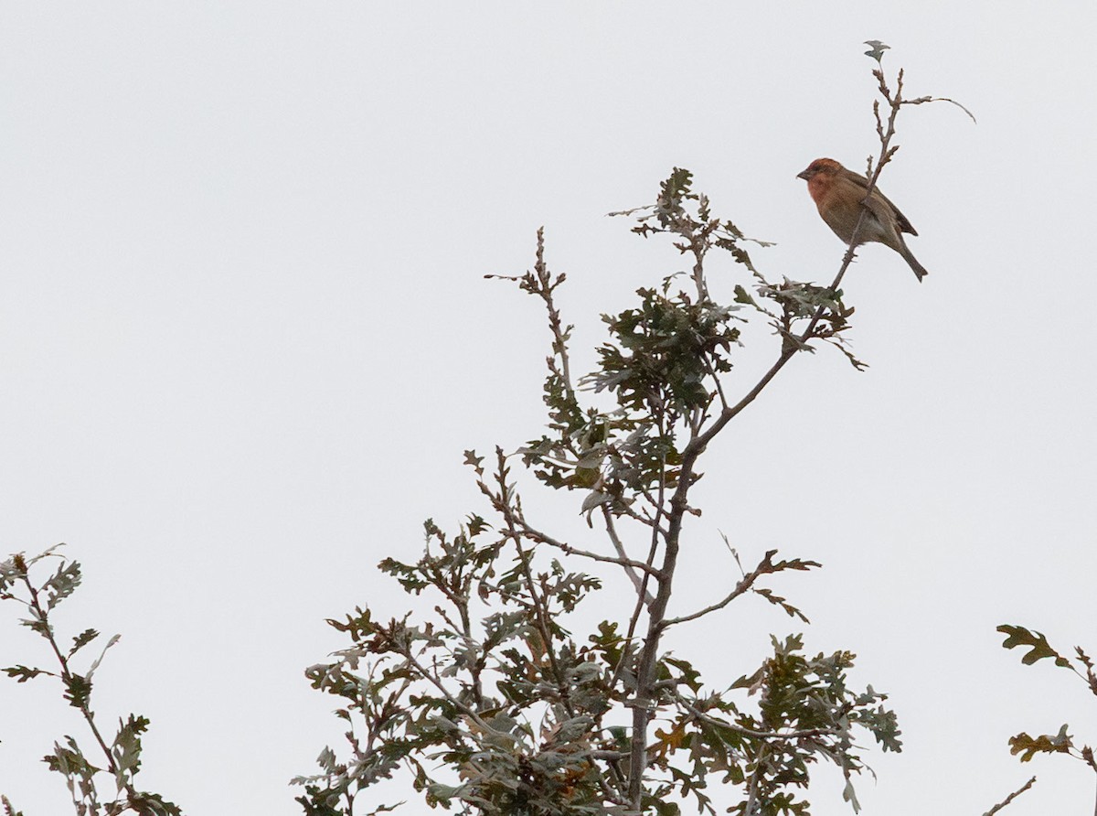 Purple Finch - ML644625977