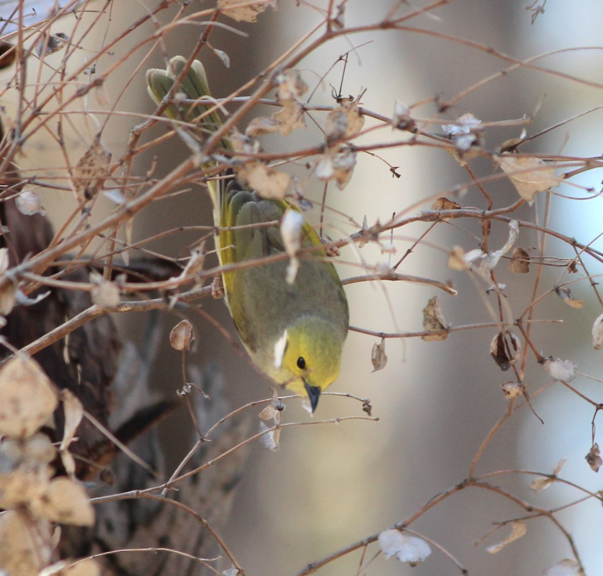 Медник блідий - ML644625981